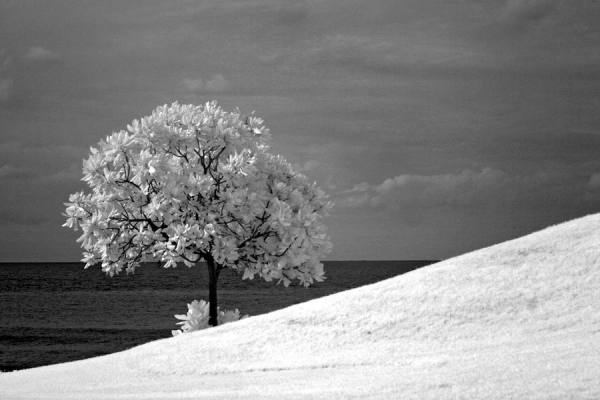 Photograph Ivan Joshua Loh Lone on One Eyeland